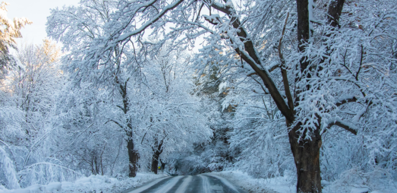 Snow and ice covered trees