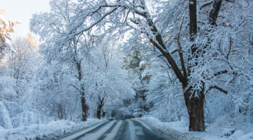 Snow and ice covered trees